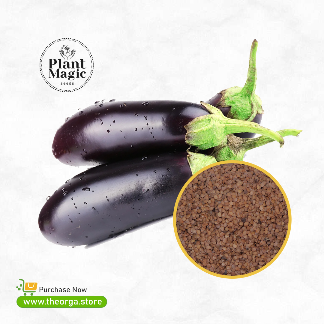 വഴുതന വിത്ത് - Brinjal Seed